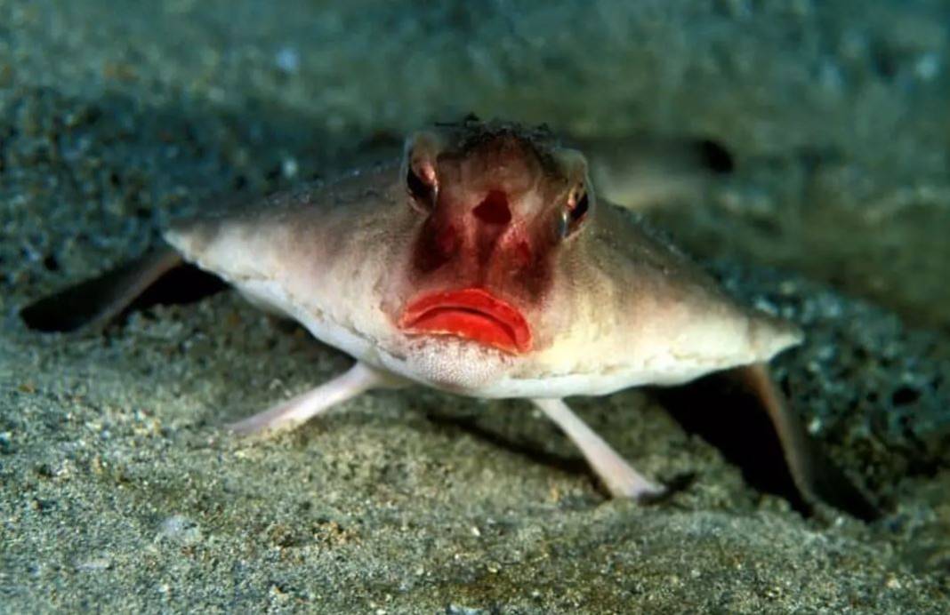 Gözlerini başının üstünde taşıyan balık: Yarasa balığı hakkında bilmeniz gereken 10 şey 2